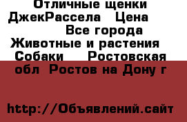 Отличные щенки ДжекРассела › Цена ­ 50 000 - Все города Животные и растения » Собаки   . Ростовская обл.,Ростов-на-Дону г.